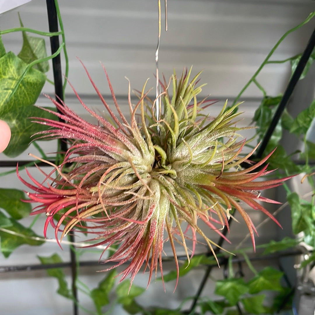 ionantha fuego air plant Ionantha Fuego Ball (small)