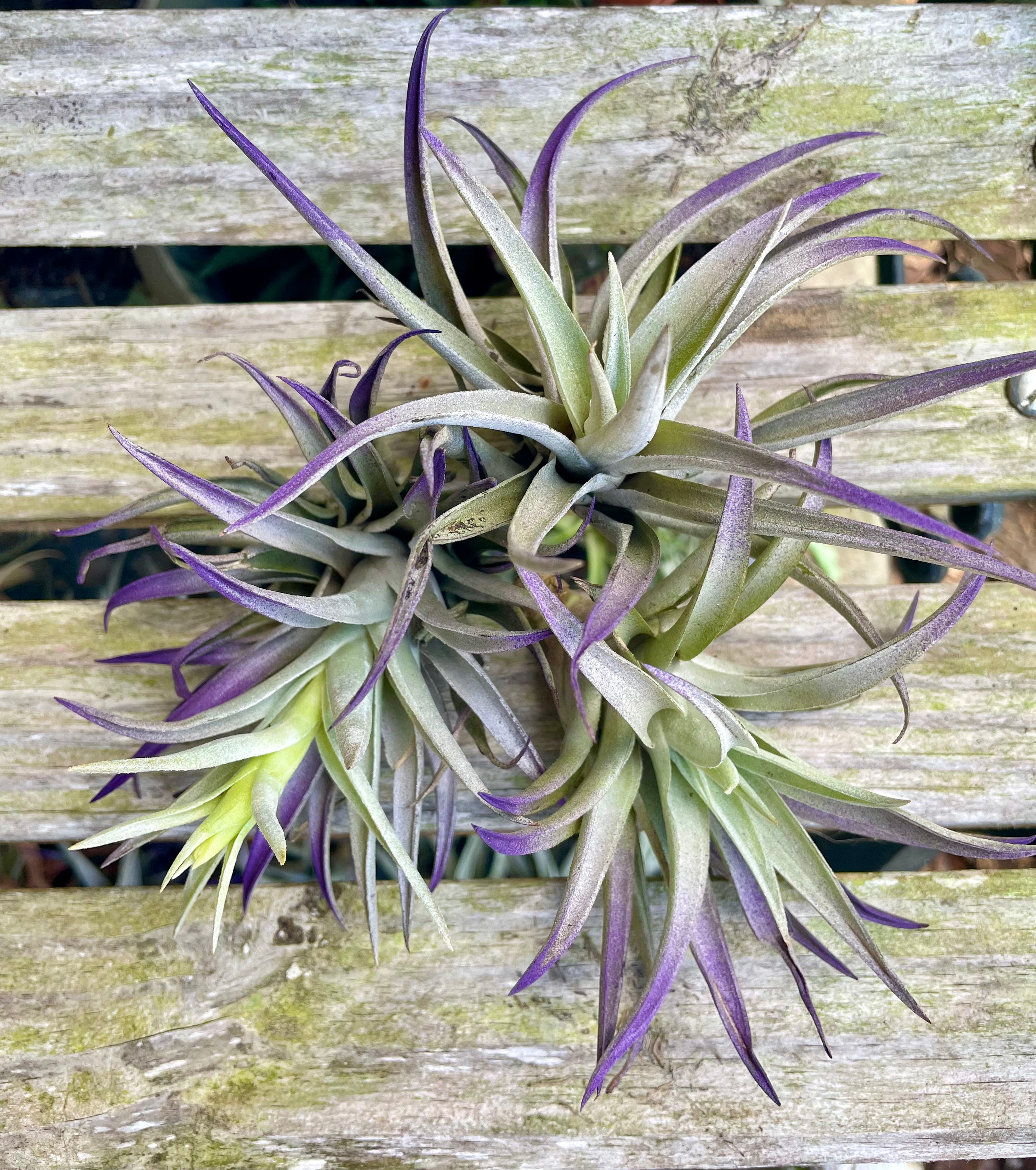 air plant harrisii Harrisii