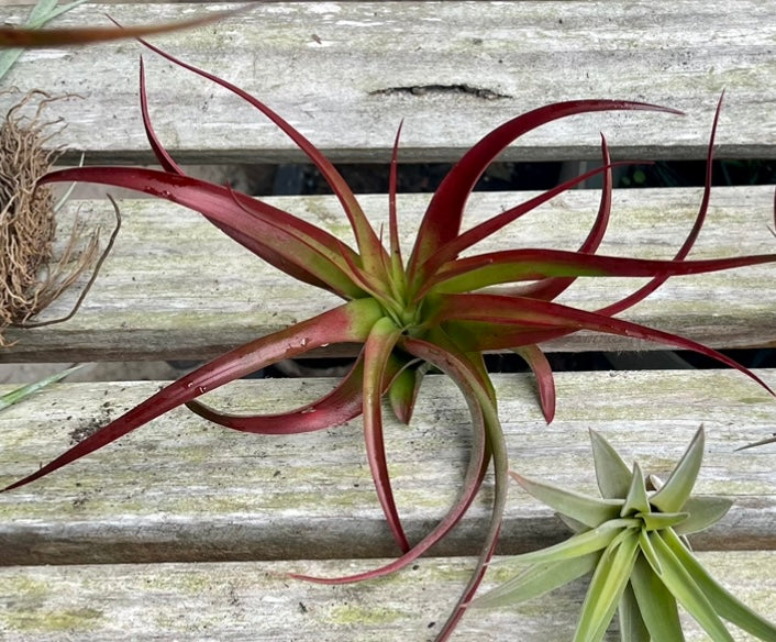 Abdita Tillandsia Air Plant