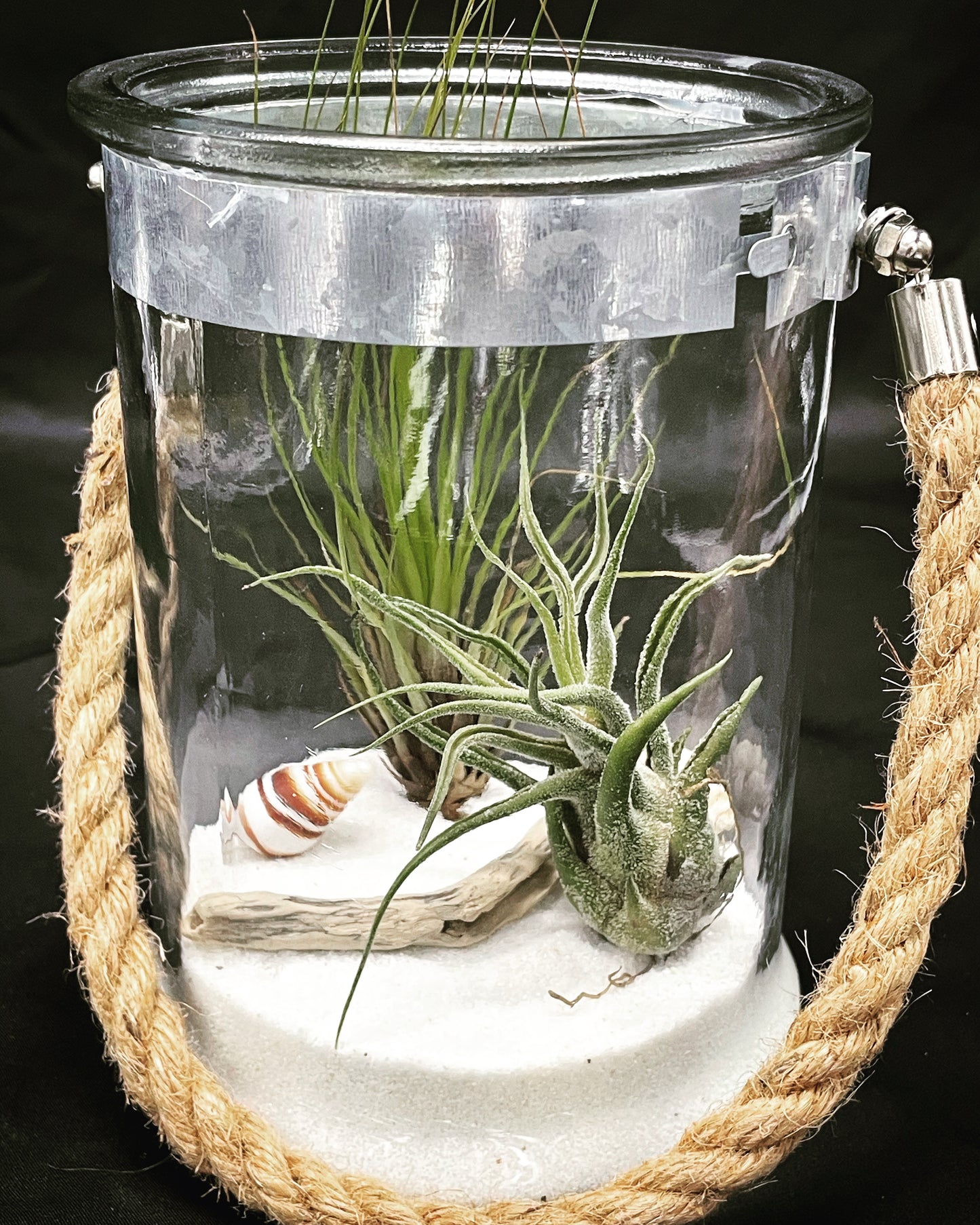 Caput Medusae