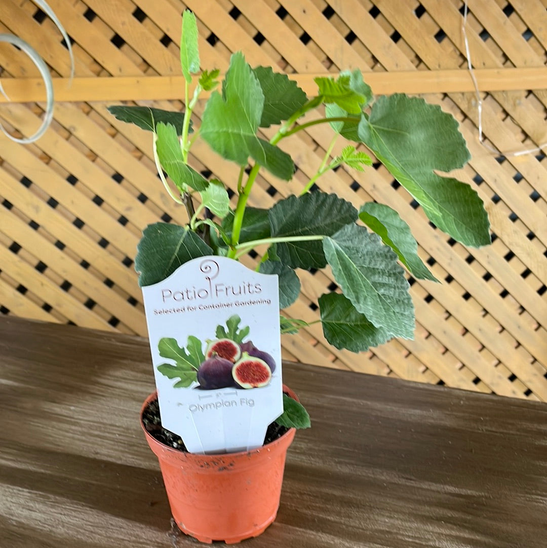 Patio Fruits 1