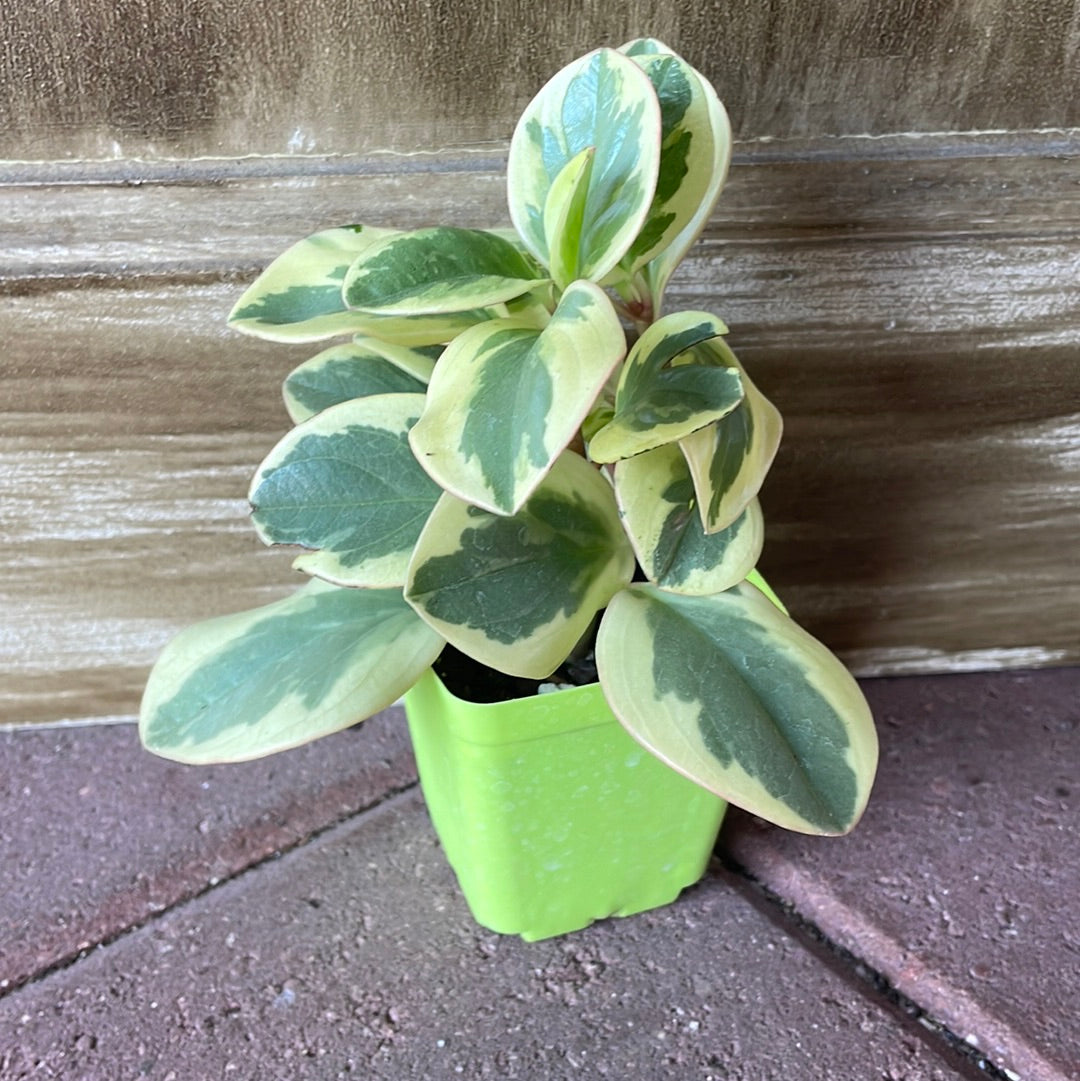 Peperomia Obtusifolia V.