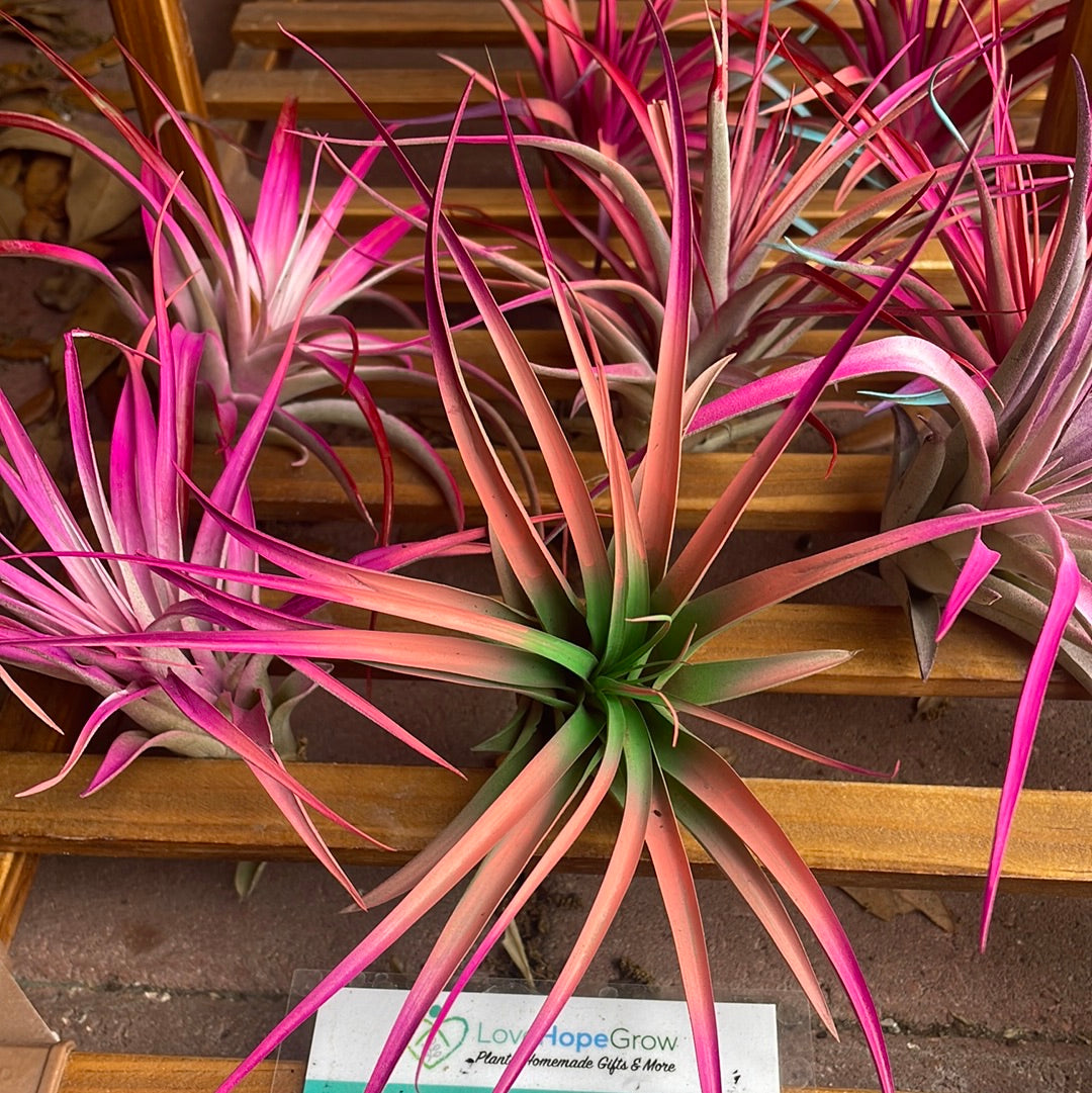 why is my air plant turning red Tye Dye air plant – Lovehopegrow
