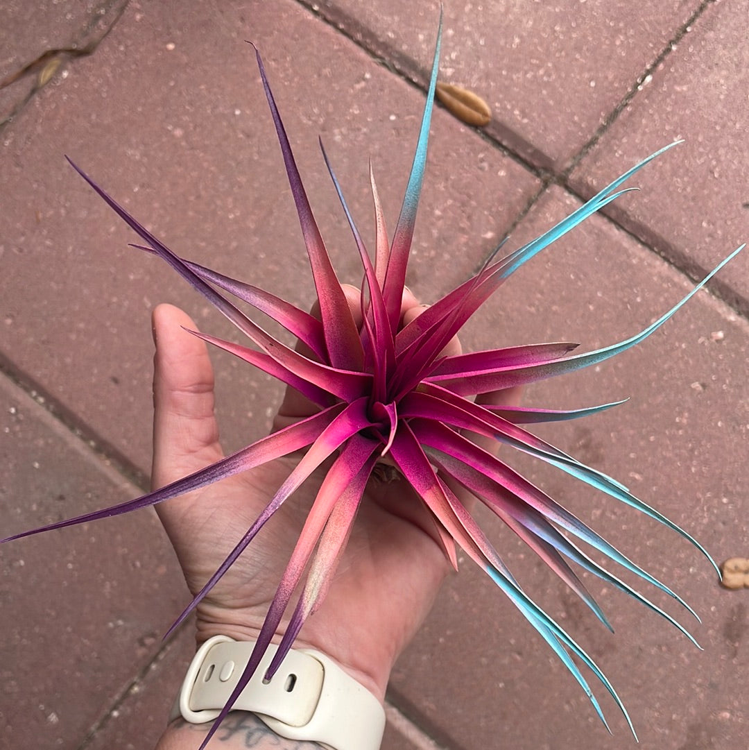 Tye Dye air plant