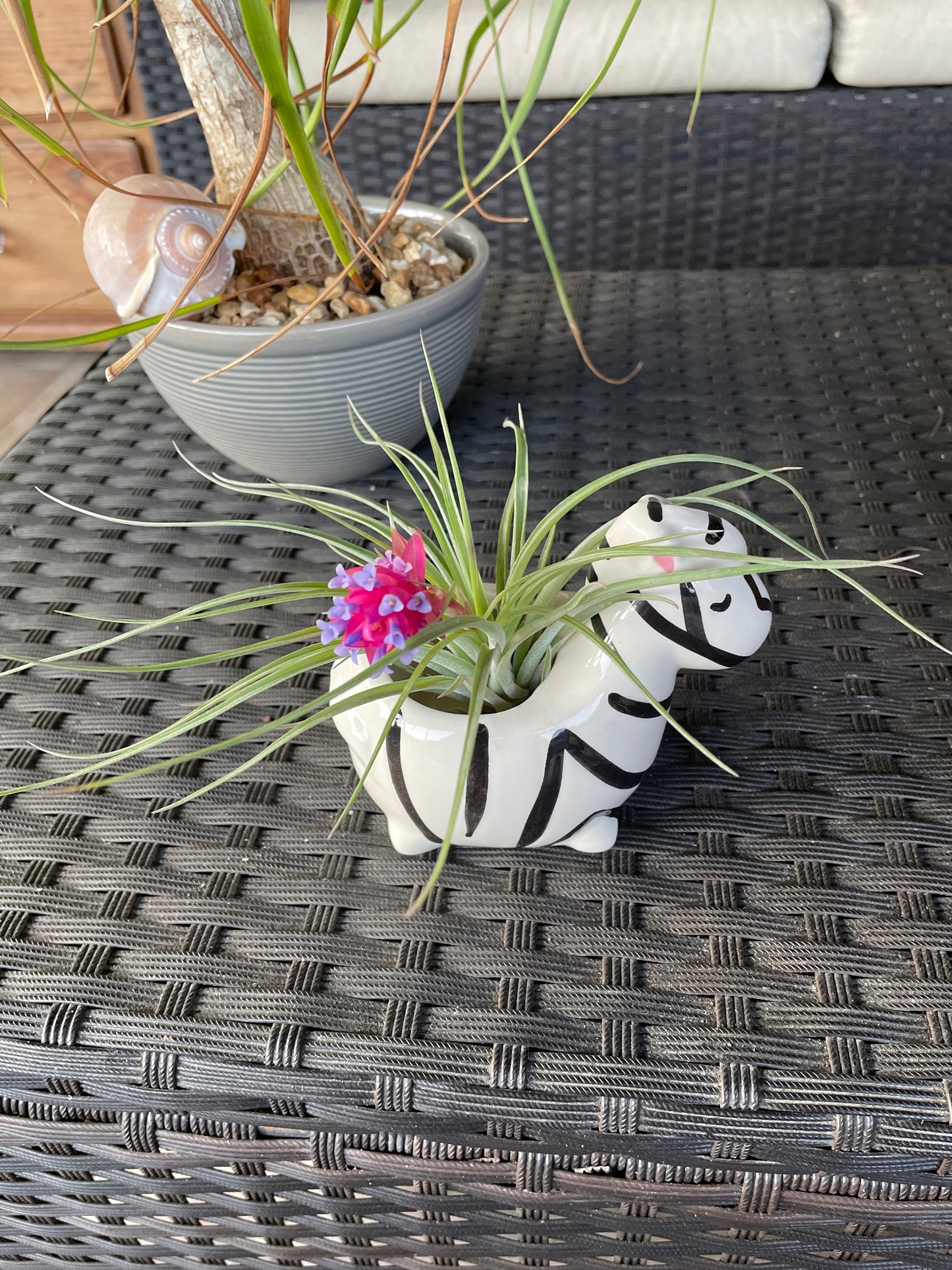 Stricta soft leaf