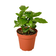 Coffea Arabica