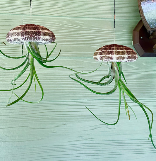 Hanging Sea Urchin