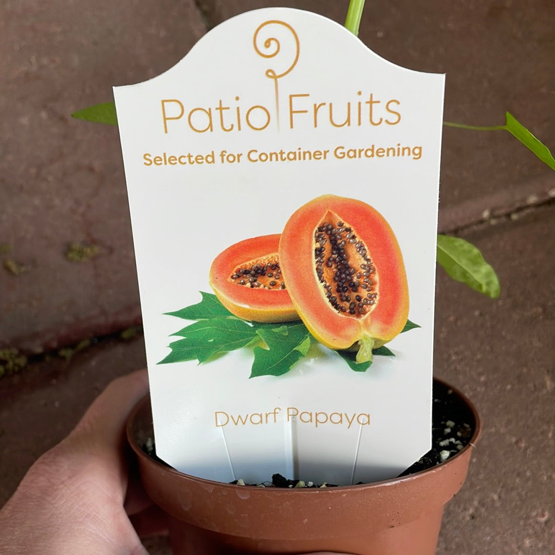 Patio Fruits 1