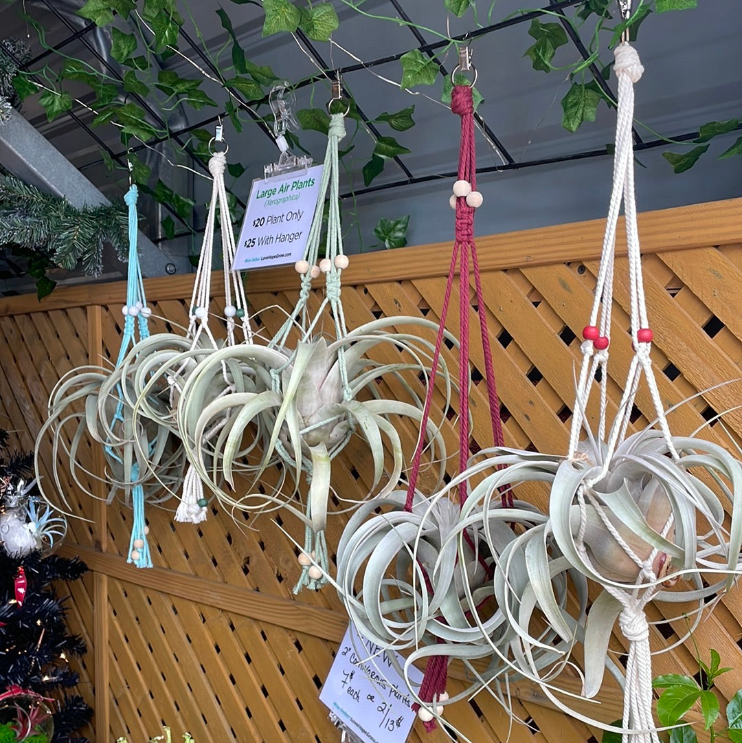 short macrame plant hanger Short Macrame – Lovehopegrow