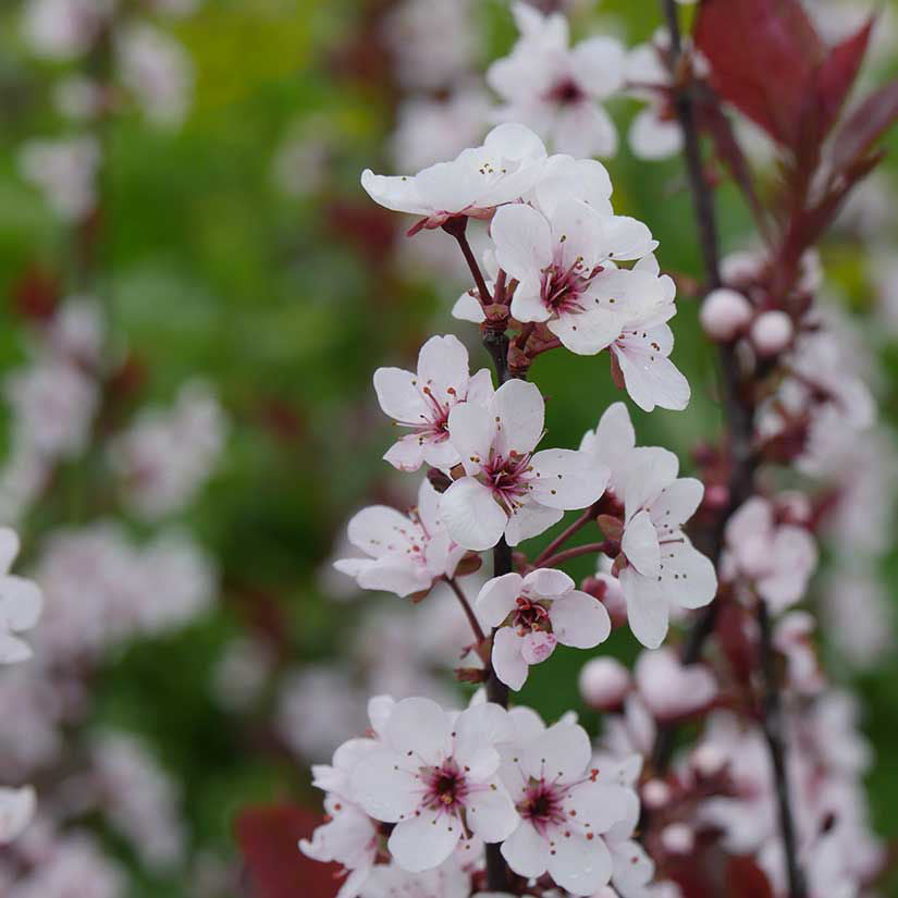 Purple Leaf Sandcherry