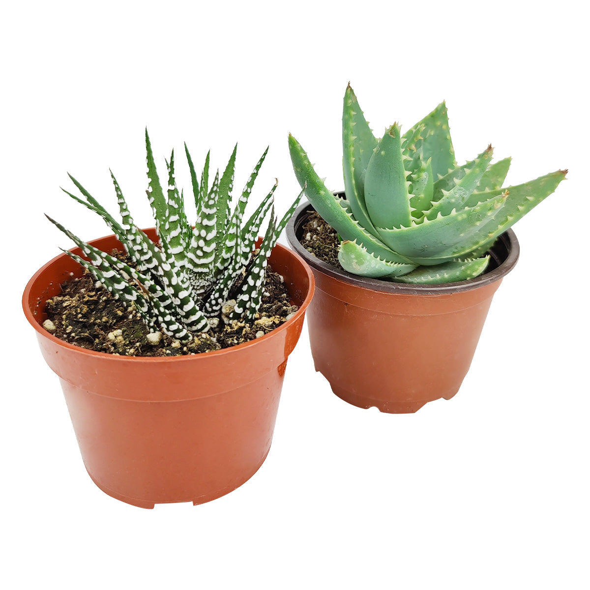 Haworthia/ Aloe/ Agave/ Gasteria Succulent 4" Pack