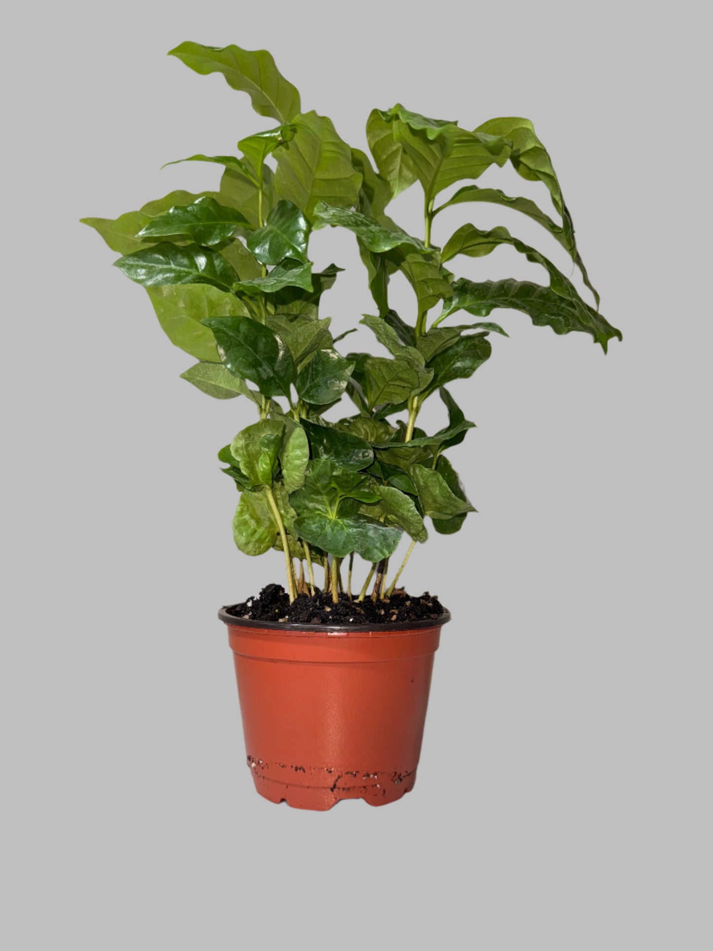 Arabica Coffee Plant - Indoor Tropical Plant - Easy Care - Container Growing - Organic Gardening - Easy to Grow