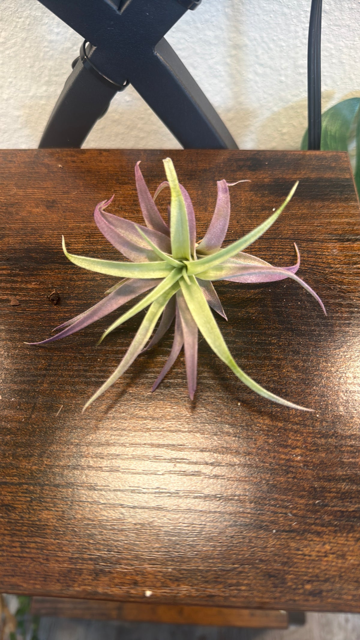 Halloween Ghost and Pumpkin Duo with Live Air Plants - Office Decor - Fall Theme Plant Decor - Air Plant Holder - Halloween Decor - Medium Live Air Plant - Ionantha - Harrissi