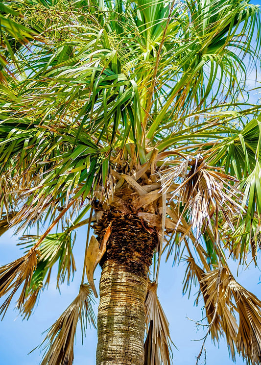 Sabal Palm Tree (Sabal palmetto)