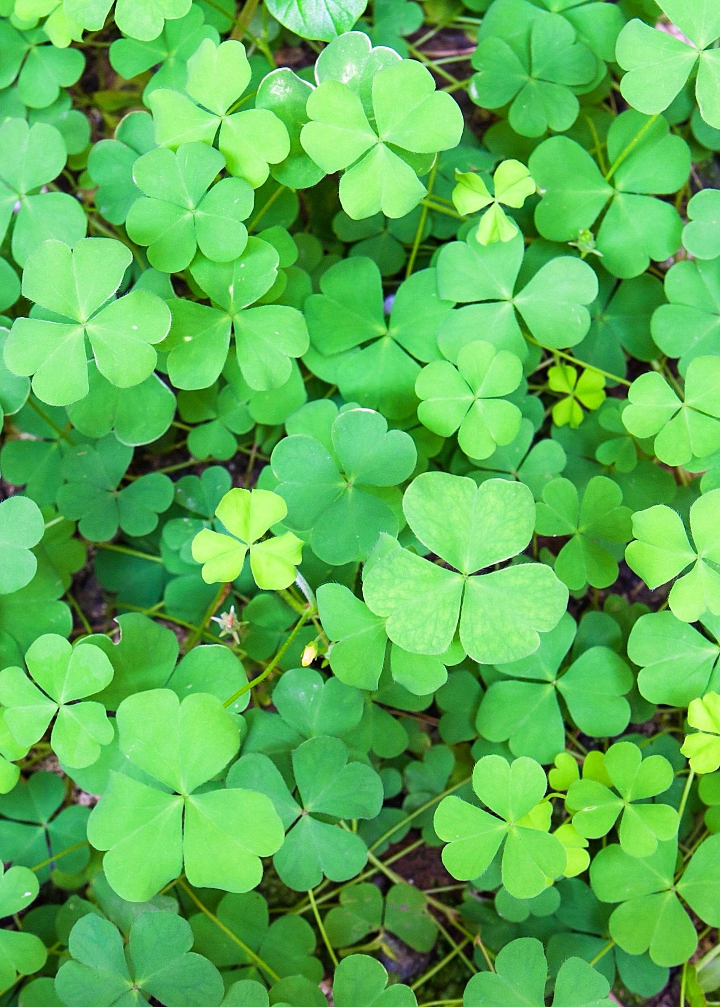 Sushni (Marsilea minuta)