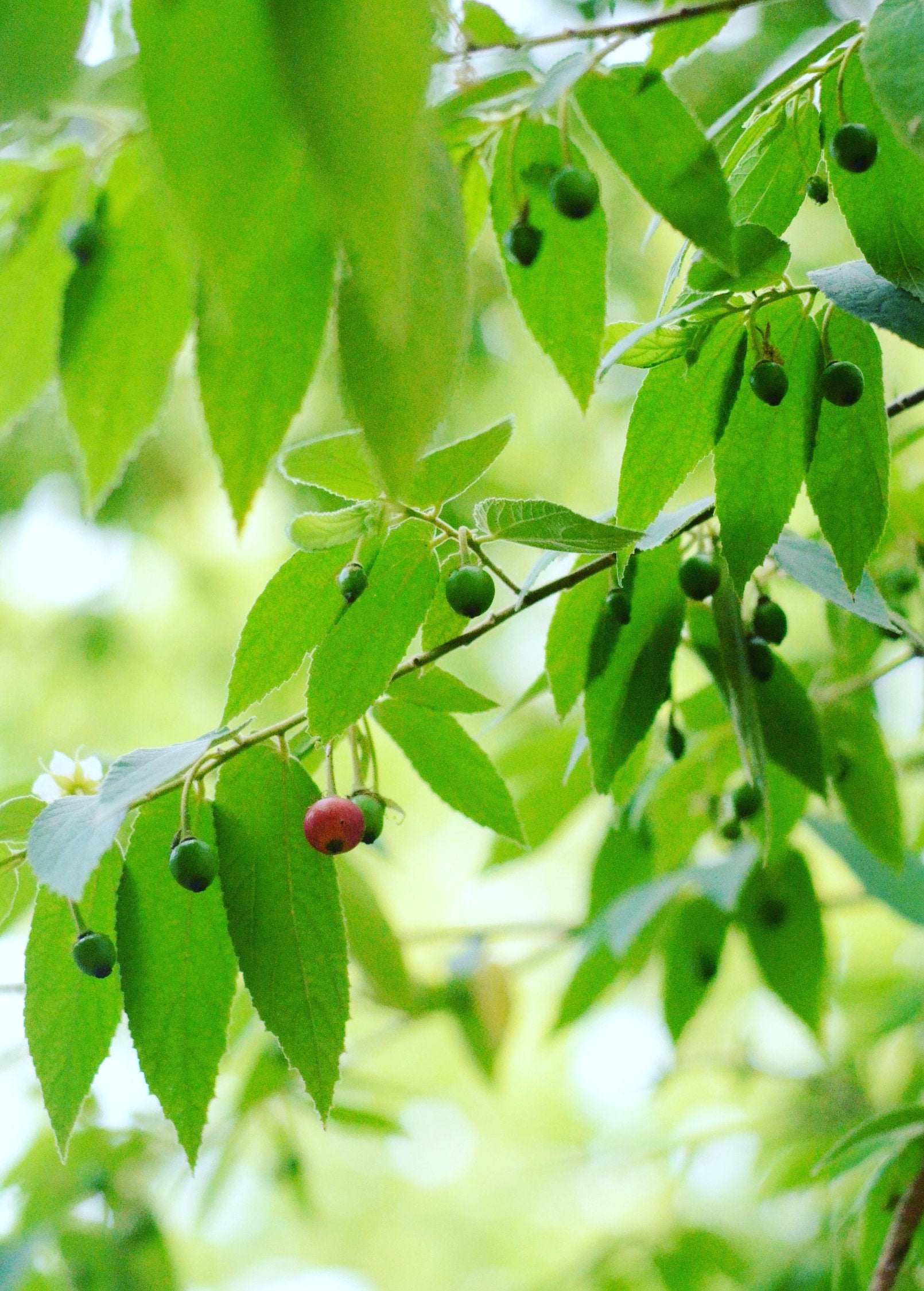 Strawberry Tree, Red (Muntingia calabura) – Lovehopegrow