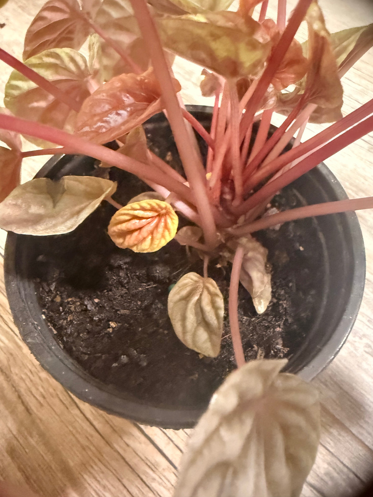Peperomia 'Ripple Red' - Indoor Houseplant - Rich Red, Burgandy and Deep Green Foliage - Compact Growth Style - Textured Round Leaves - Easy Care and Low Maintenance Plant - Tropical Indoor