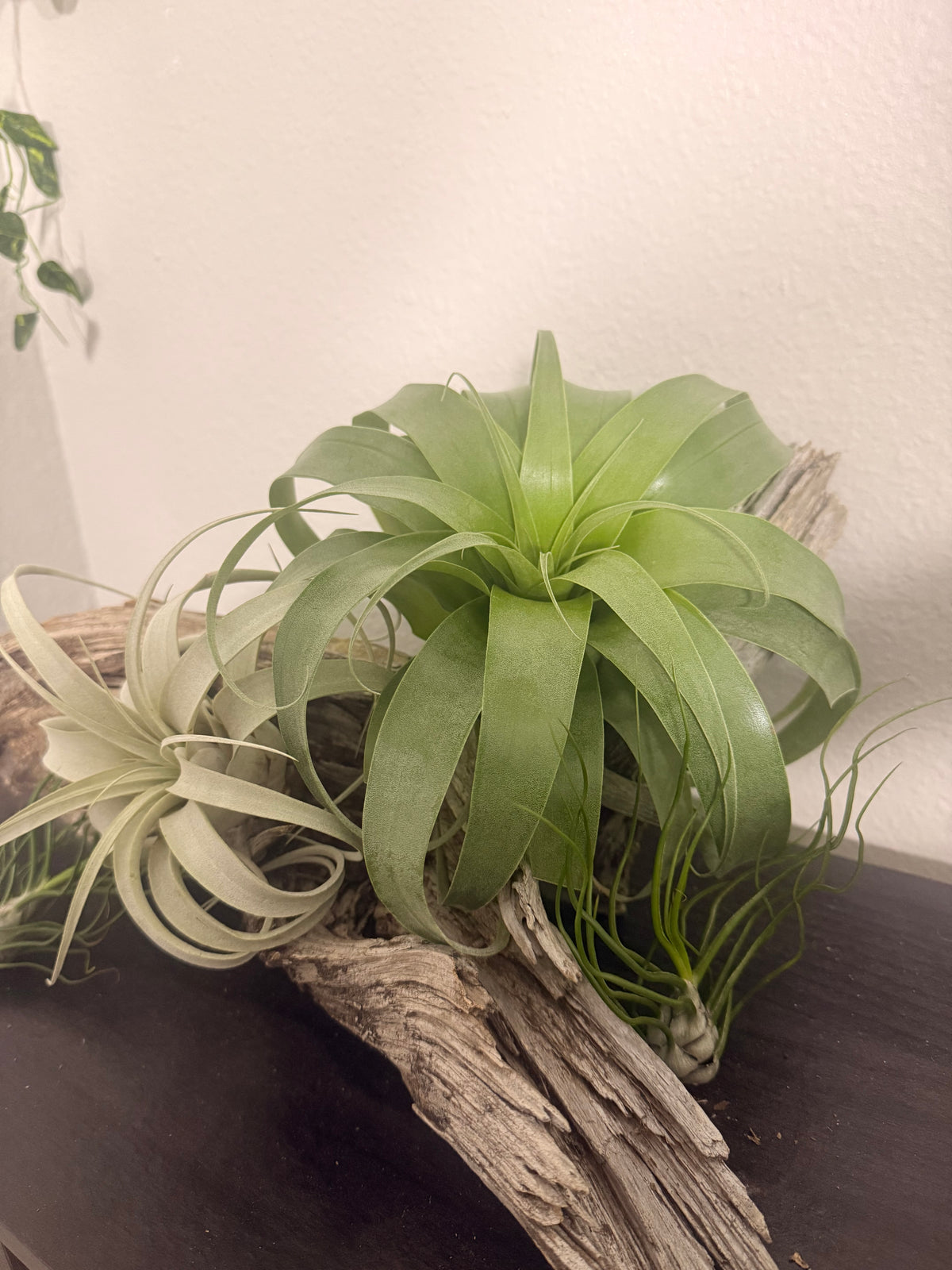 Samantha - Tillandsia 'Samantha' - Rare Hybrid Air Plant - No Soil Plant - Low Light Tolerant - indoor air plant - bromeliad -rare Tillandsia