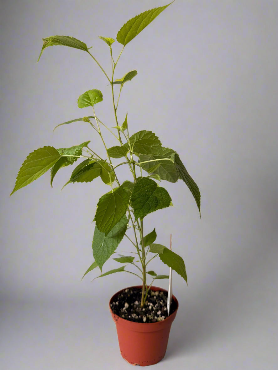 Live Mulberry Plant - Morus Nigra - Dwarf Mulberry - Zones 5 - 10 - Easy Care - Container Growing