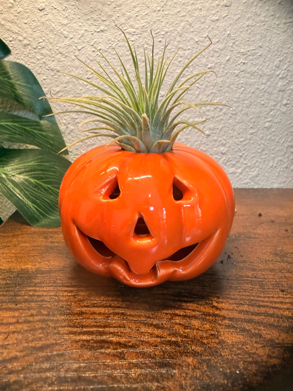Halloween Ceramic Pumpkin with Live Medium Air Plant - Office Decor - Fall Theme Plant Decor - Air Plant Holder - Halloween Decor - Medium Live Air Plant