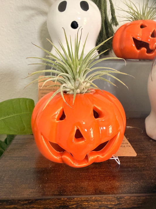 Halloween Ceramic Pumpkin with Live Medium Air Plant - Office Decor - Fall Theme Plant Decor - Air Plant Holder - Halloween Decor - Medium Live Air Plant