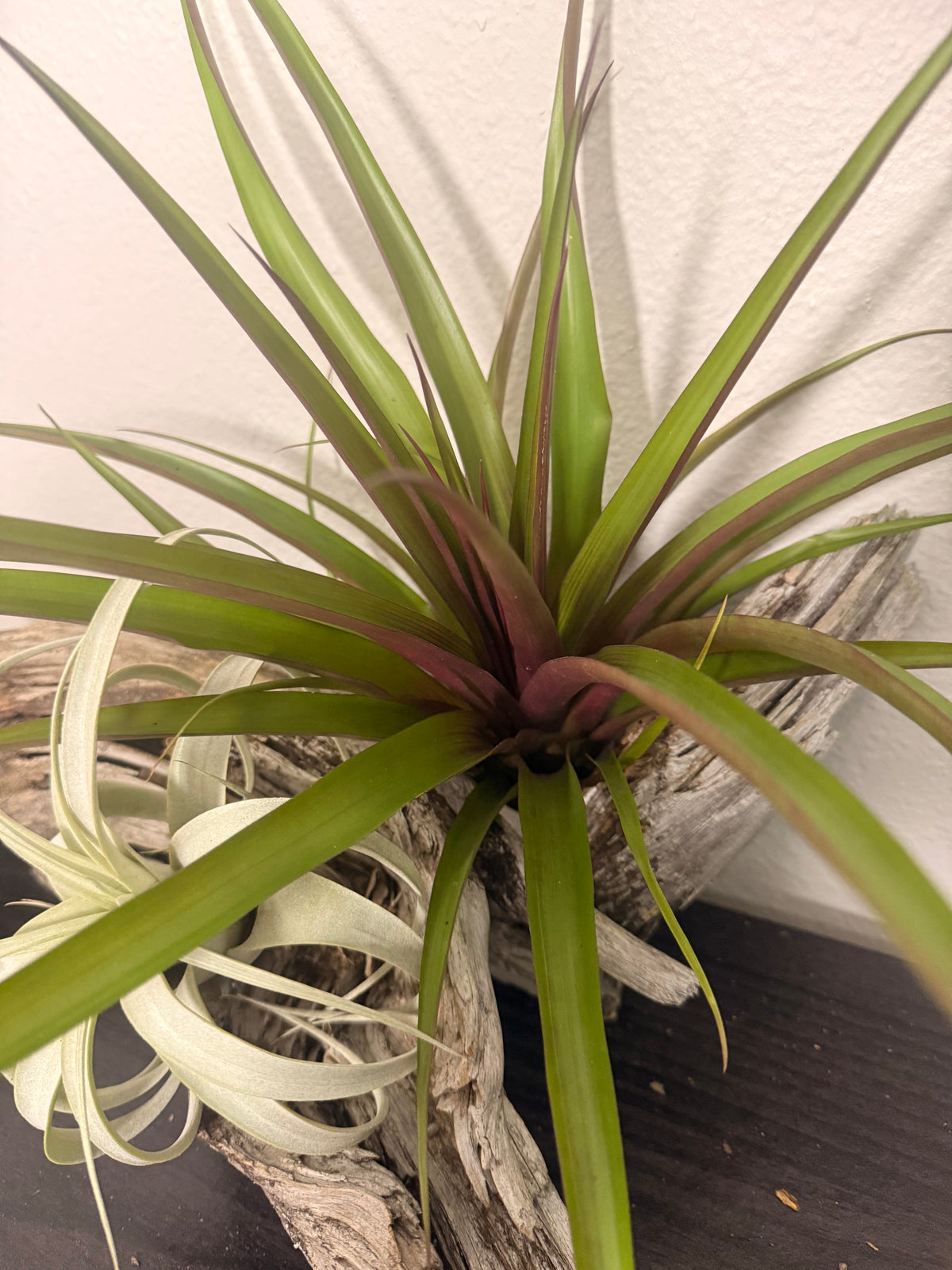 Antonio - Rare Hybrid Air Plant - 10 to 12 Inches - No Soil Required - Indoor Tropical Houseplant - Deep Maroon to Purple Leaf Flush - Hot Pink Blooms - Easy Care - Medium to Bright Light