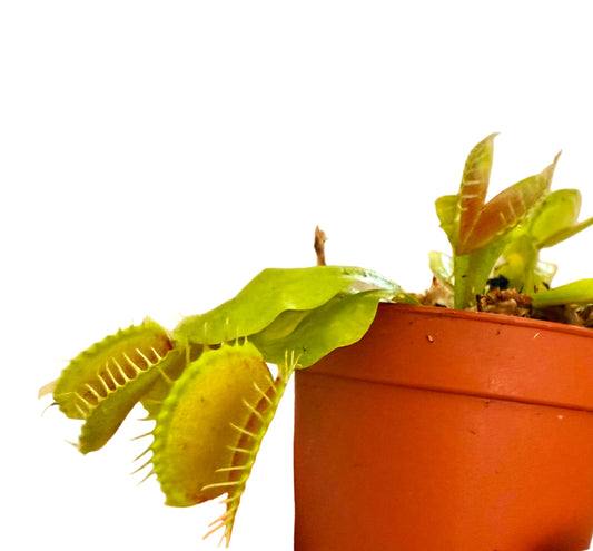 Venus Fly Trap - Dionaea muscipula - Live Carnivorous Plant - Insect-eating Plant - Venus Fly Trap Houseplant - Beginner Carnivorous Plant - Live Flytrap Plant - Terrarium Carnivorous Plant - Small Venus Fly Trap
