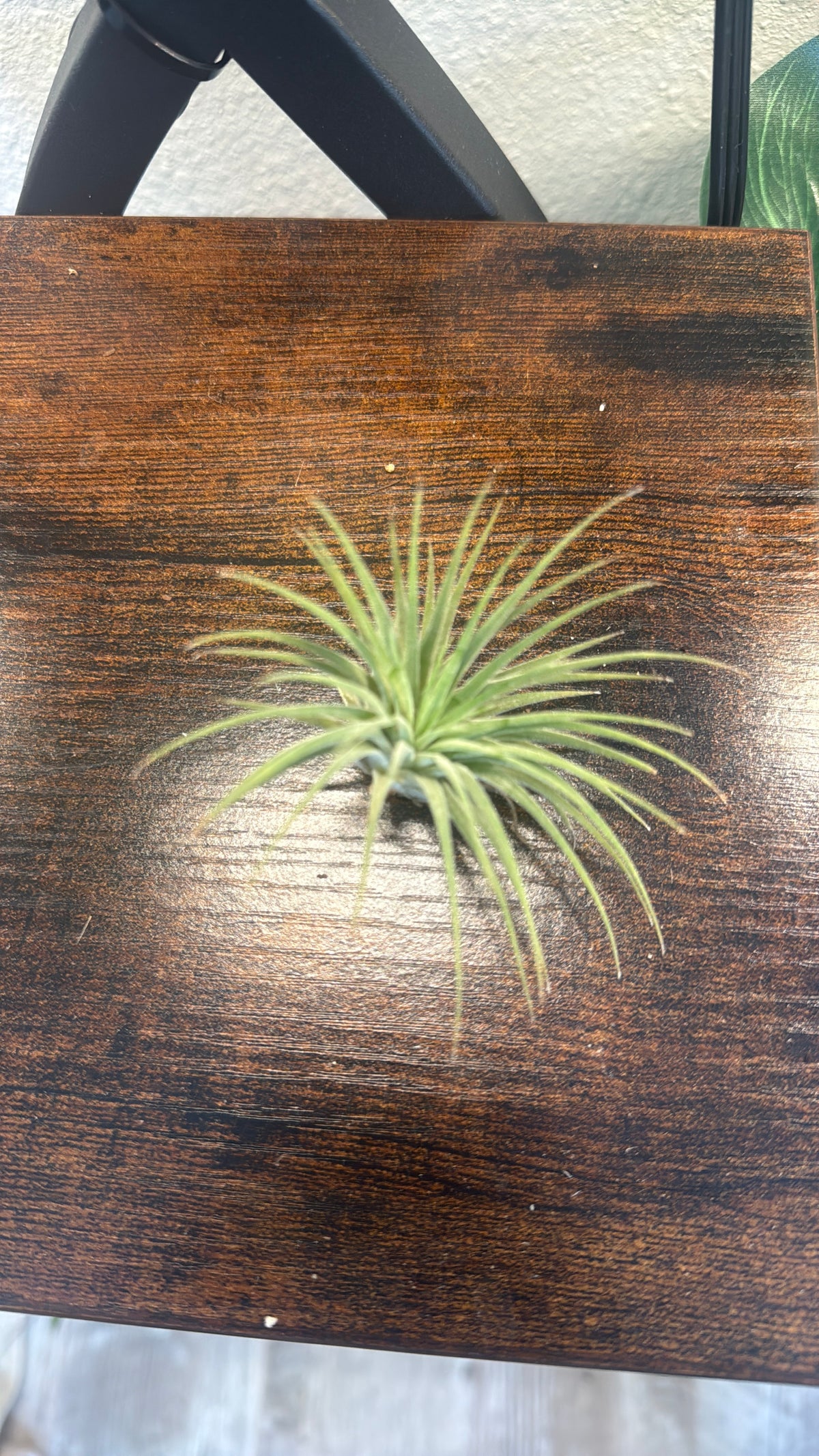Halloween Ghost and Pumpkin Duo with Live Air Plants - Office Decor - Fall Theme Plant Decor - Air Plant Holder - Halloween Decor - Medium Live Air Plant - Ionantha - Harrissi