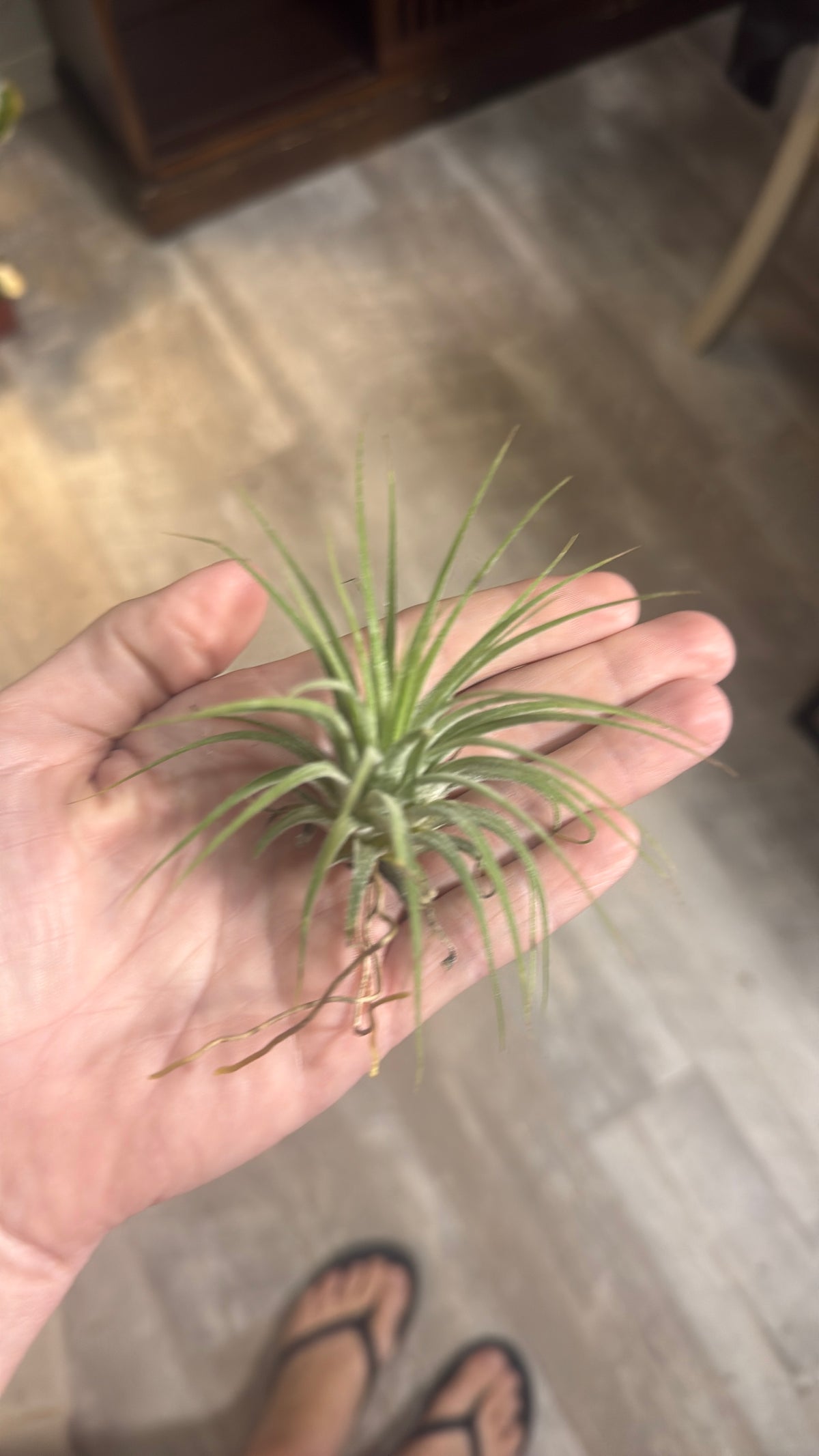Ionantha Small Plant Variety Pack - Set of 5 Plants - Easy Care Indoor Plants - Low Light Plants - Beginner Friendly Plants - Fast Shipping - Live Air Plants Bundle