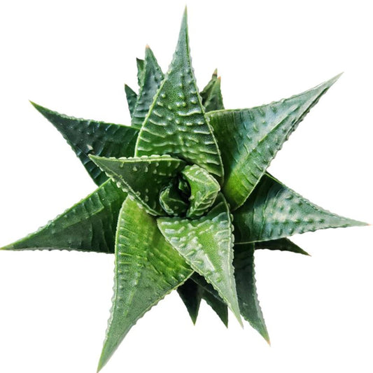 Fairy Washboard Haworthia