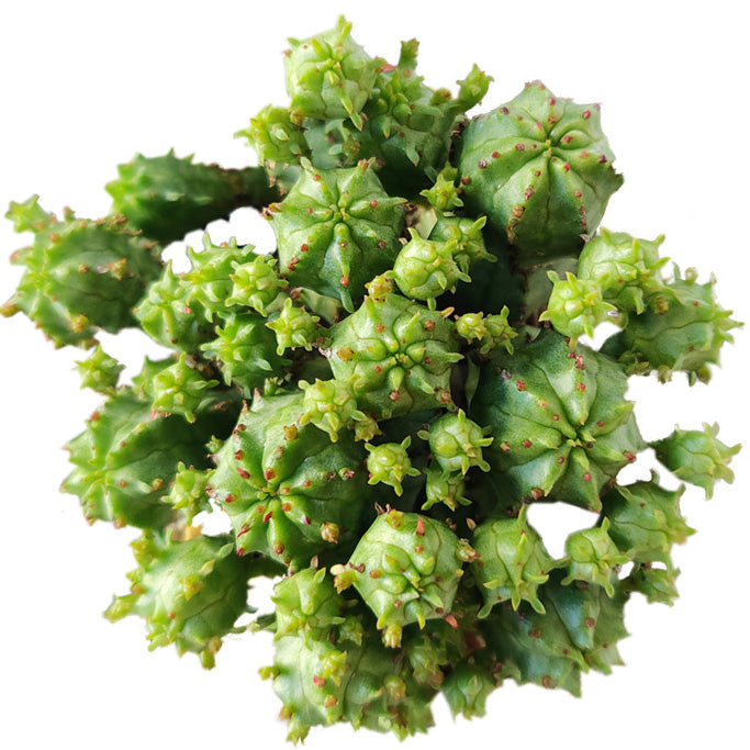 Euphorbia Monstrose Cactus