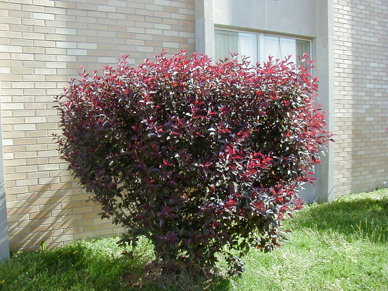 Purple Leaf Sandcherry