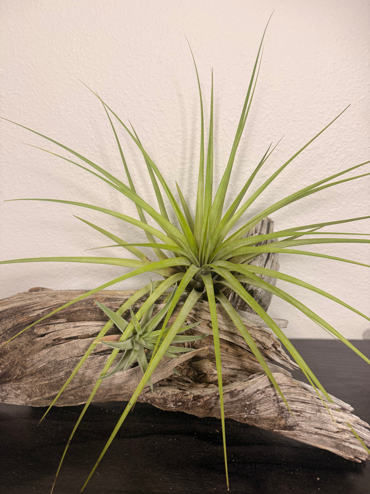 Fasciculata - 7 to 9 Inches - Long Striking Leaves - Tropical Indoor Houseplant - Bright Light - Large Air Plant - Easy Care