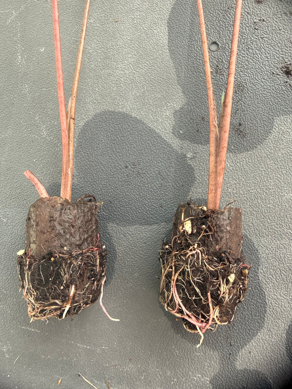 Garden Plugs