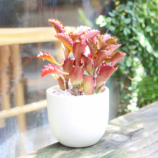 Six Angled Kalanchoe