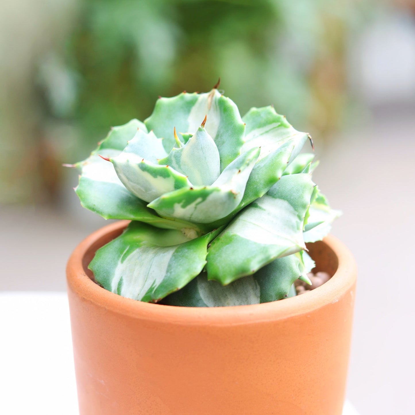 Variegated Butterfly Agave