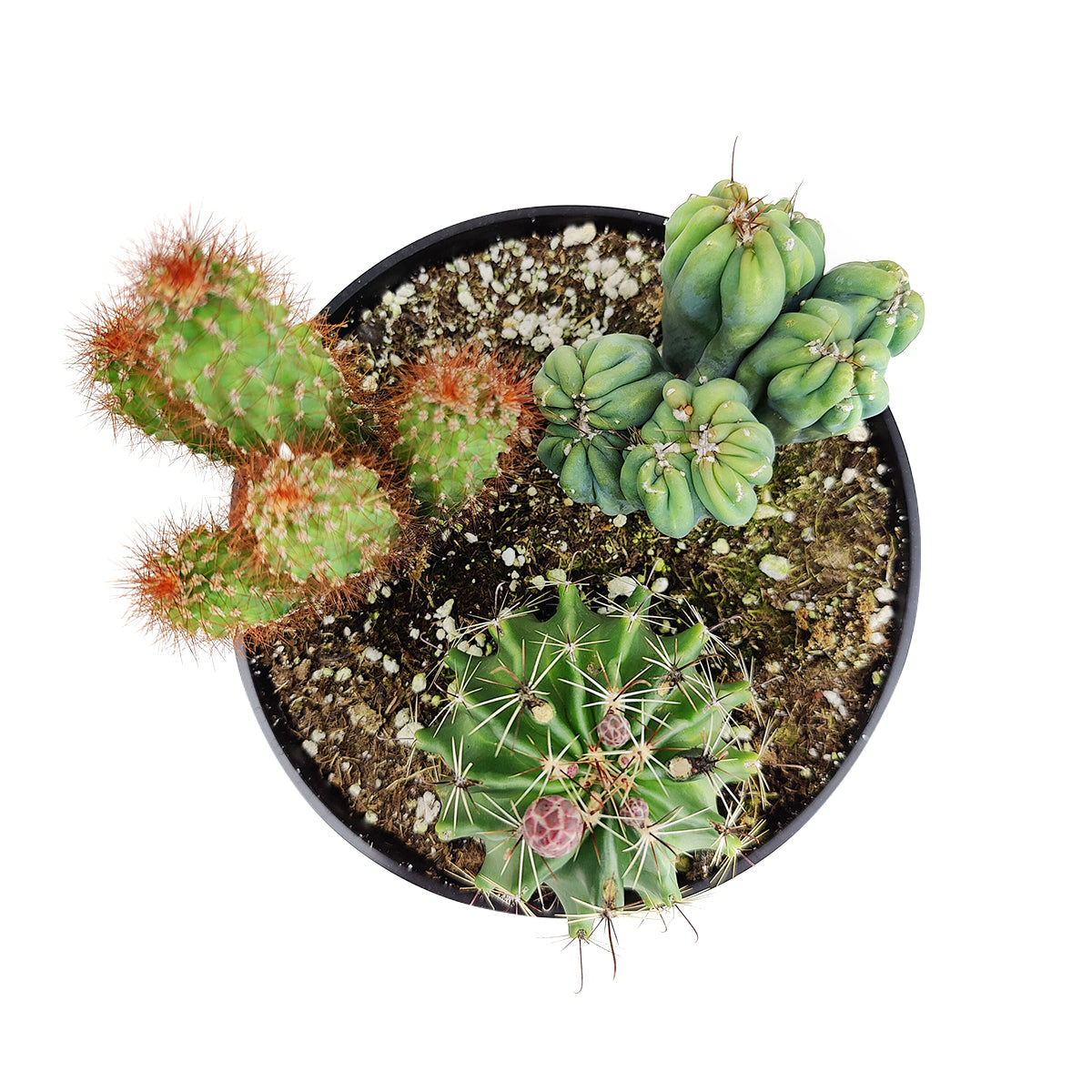 Cactus Garden Arrangement