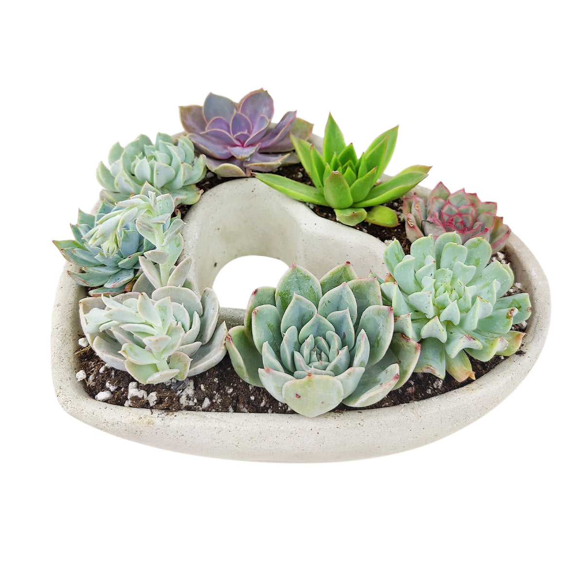 Large Succulent Heart Arrangement