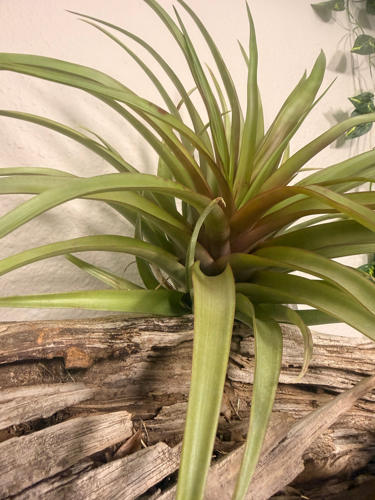 Capitata Red - 10 to 12 Inches - Large Full Air Plant - Red Leaf Flush When Blooming - Indoor Tropical Air Plant - Easy Care - Moderate to Bright Light Tolerant - Air Purifying - Unique and Rare Houseplant