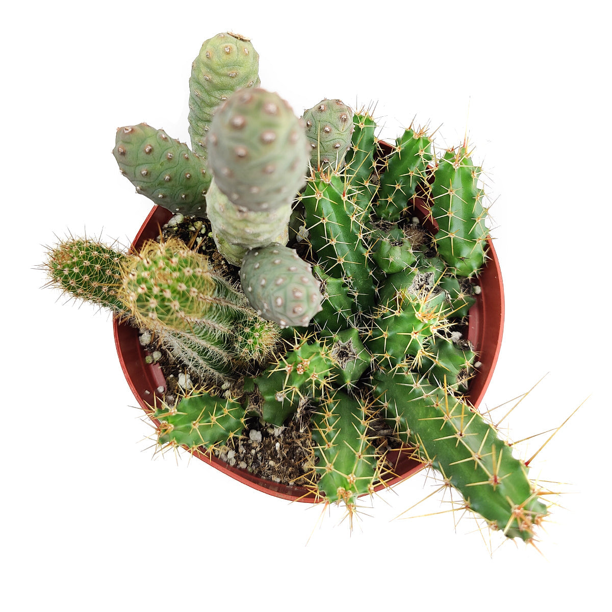 Cactus Garden Arrangement