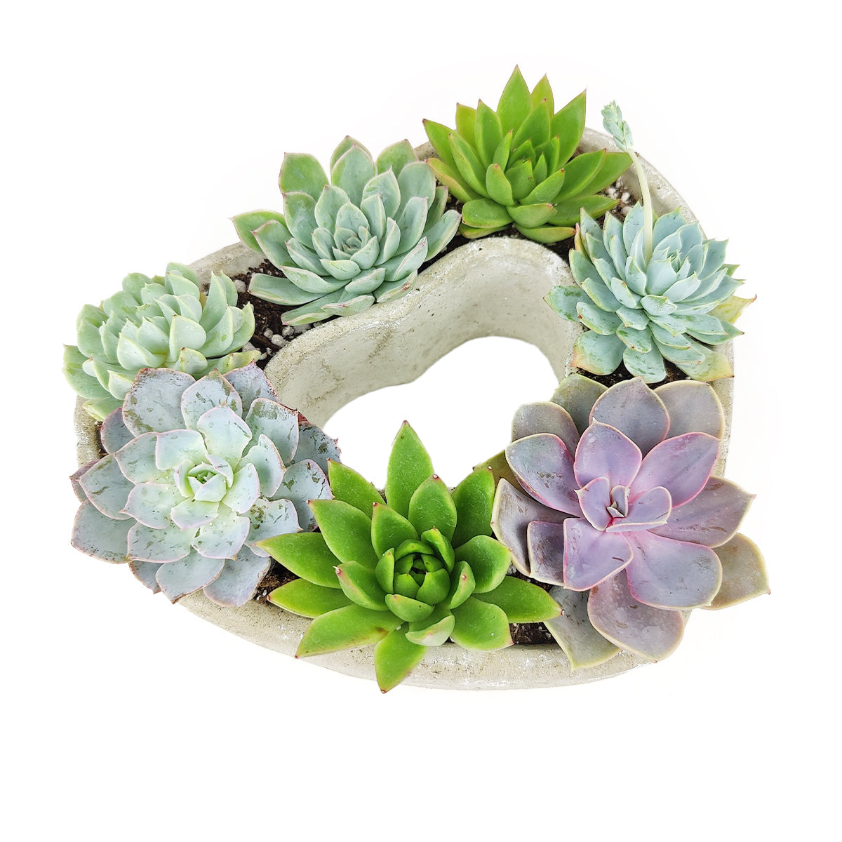 Large Succulent Heart Arrangement