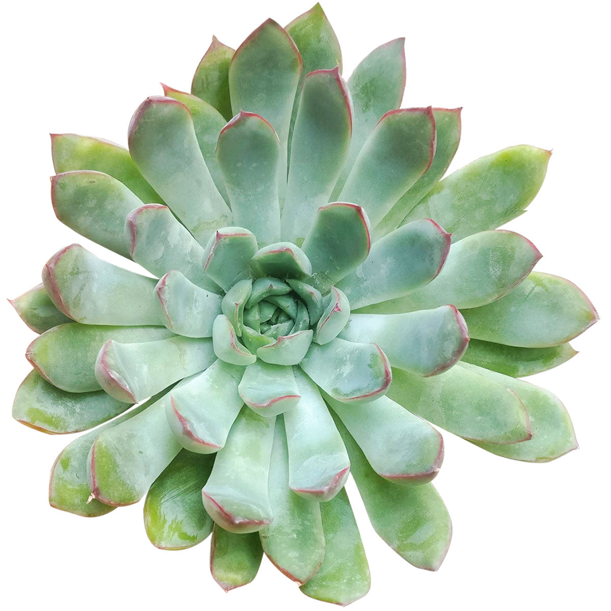 Echeveria Pulidonis Succulent