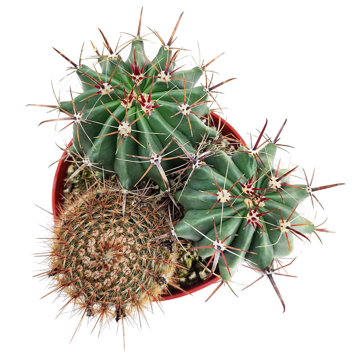 Cactus Garden Arrangement