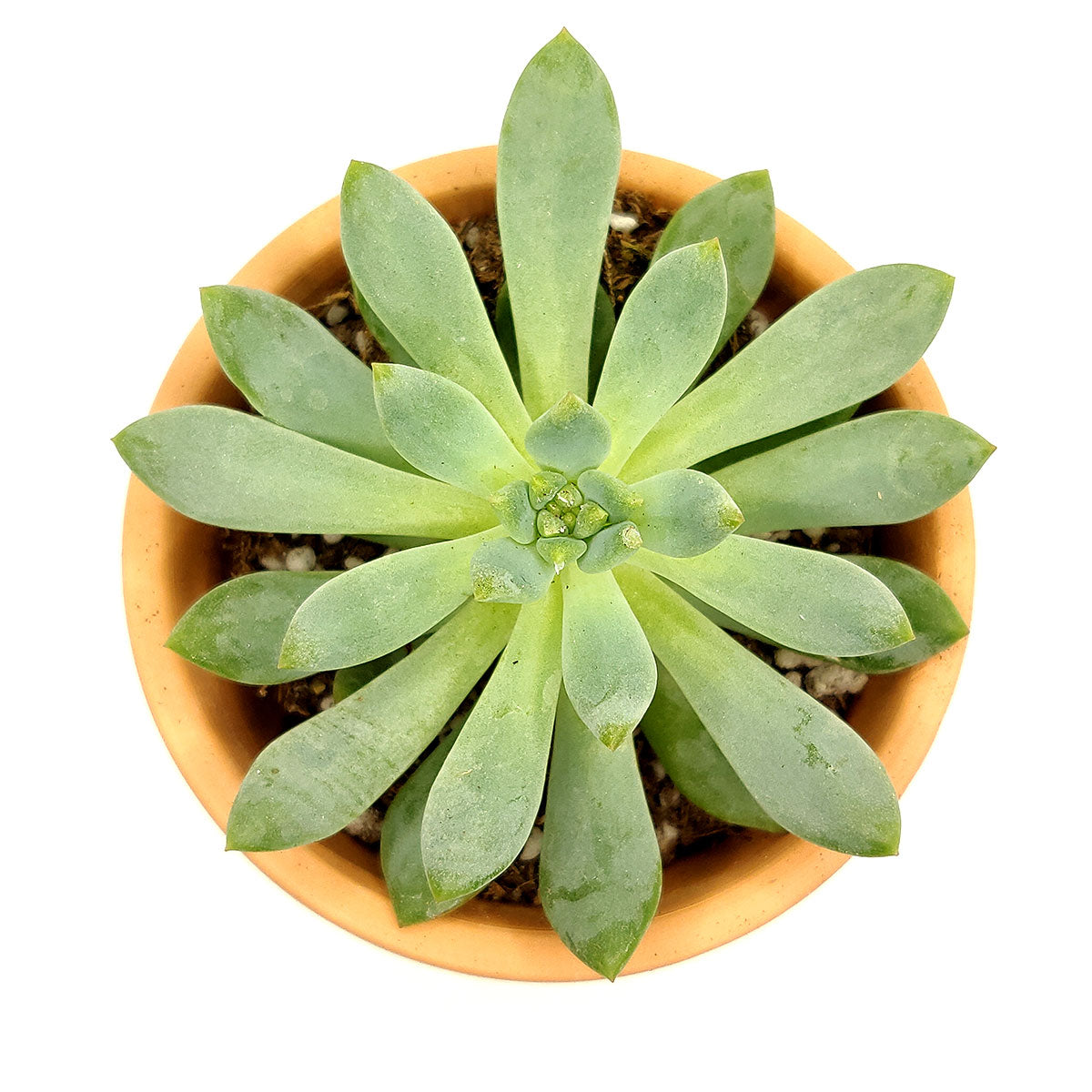 Echeveria Pulidonis Succulent