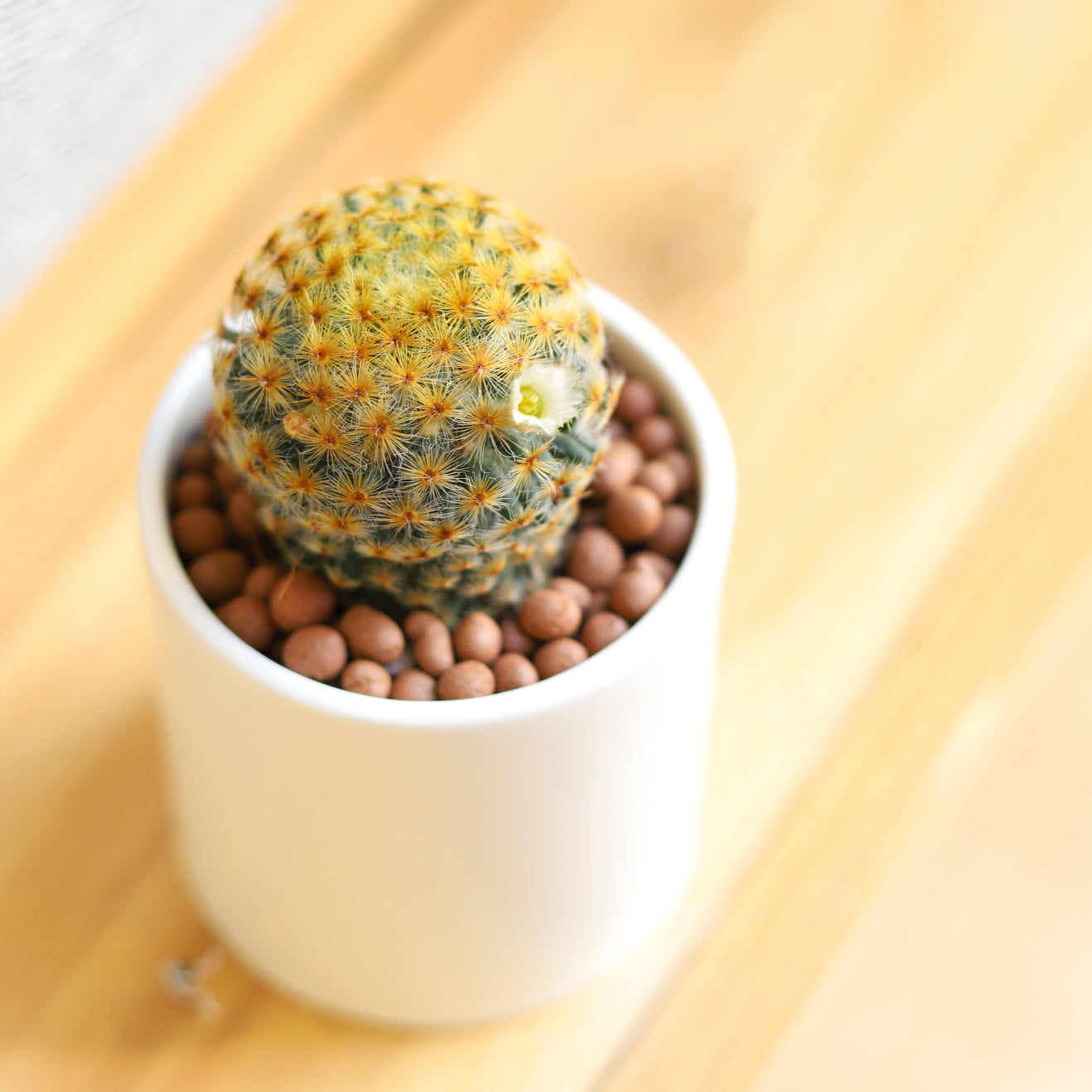 Cactus Wedding and Party Favors Tray