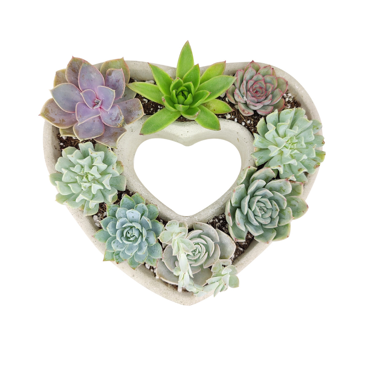 Large Succulent Heart Arrangement