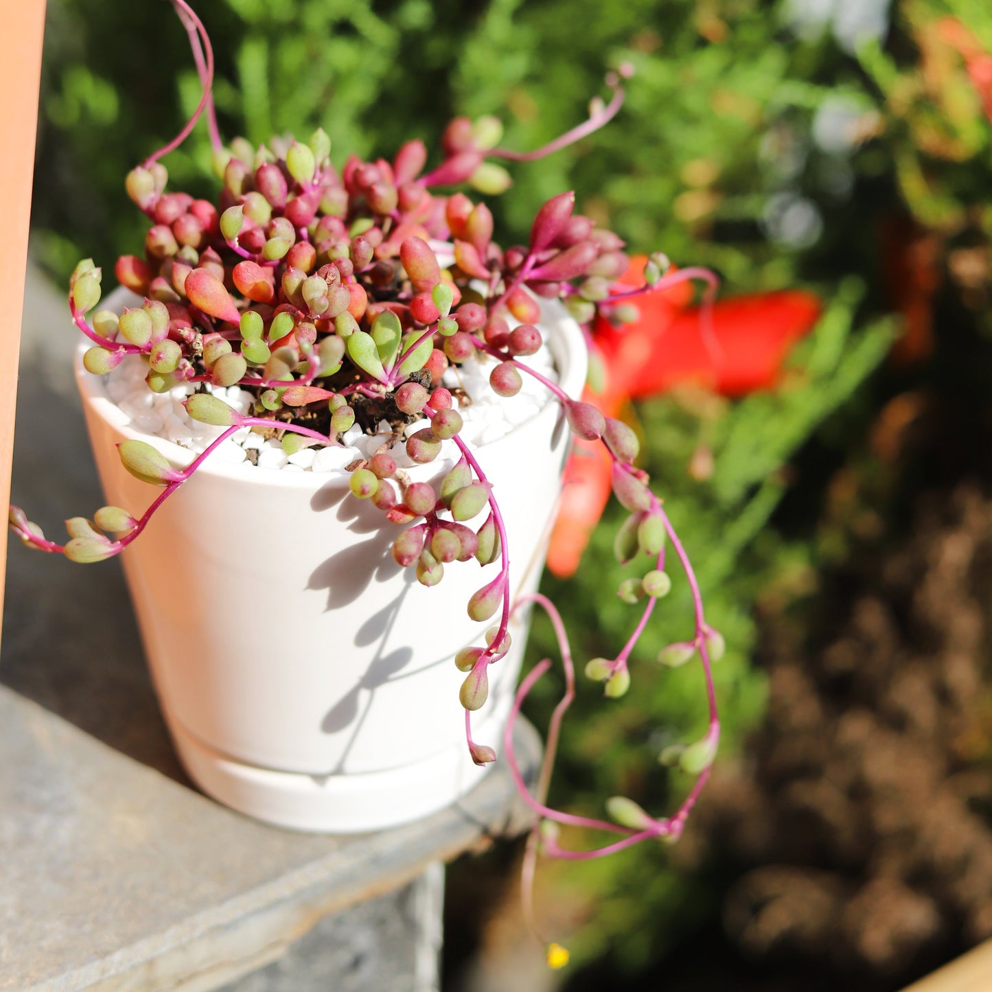 6 inch White Minimalist Pot with Saucer