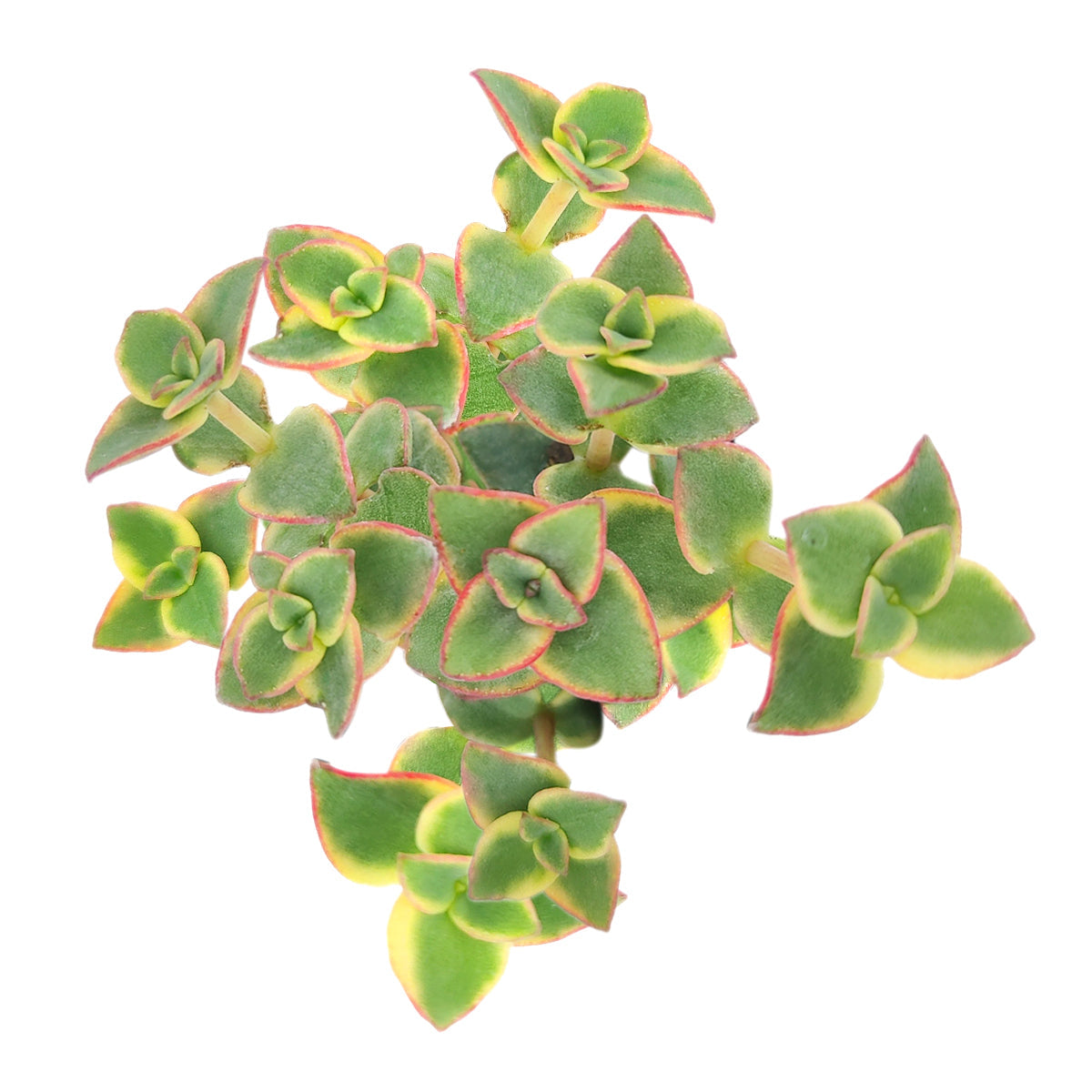 Calico Kitten Crassula