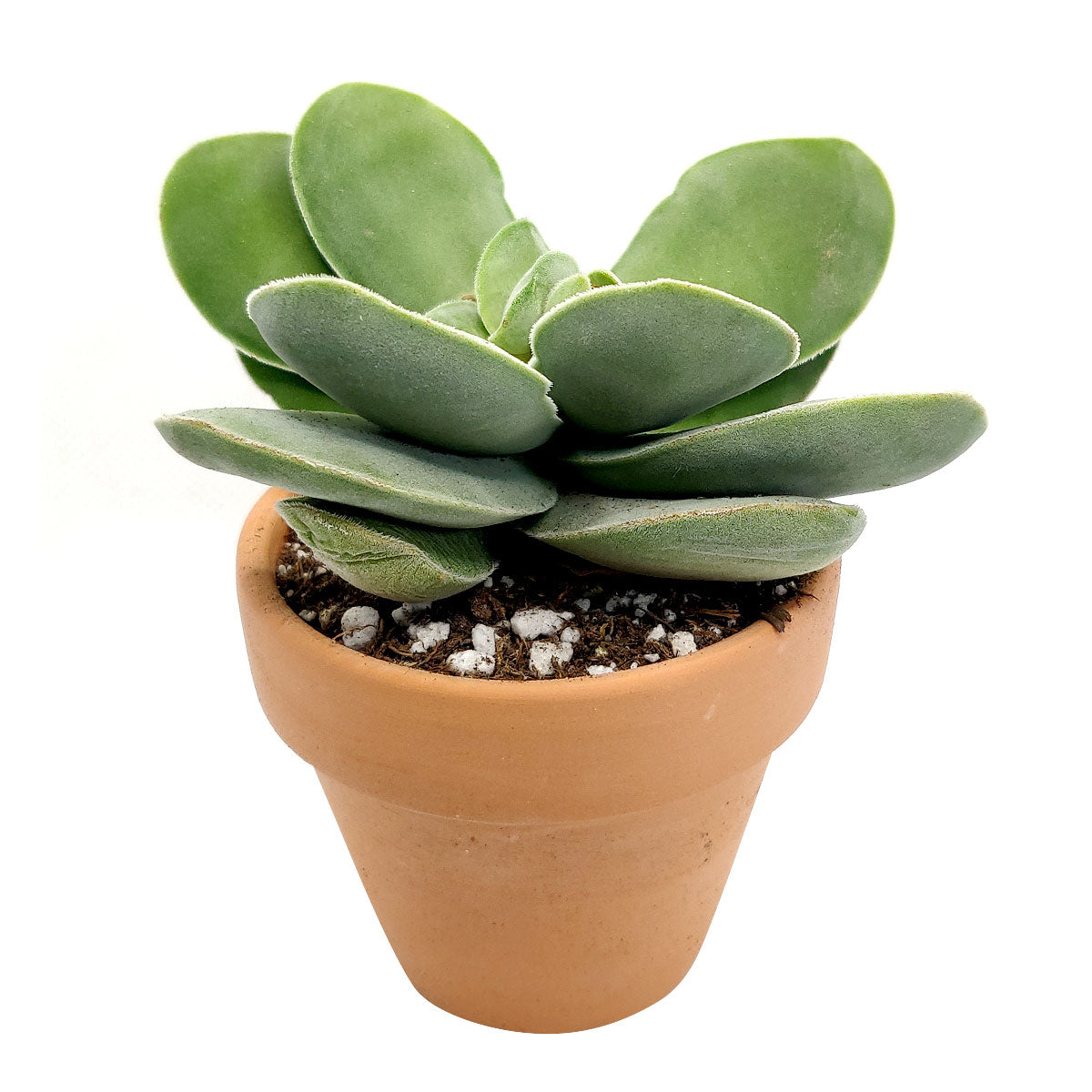 Kalanchoe Flapjacks Succulent