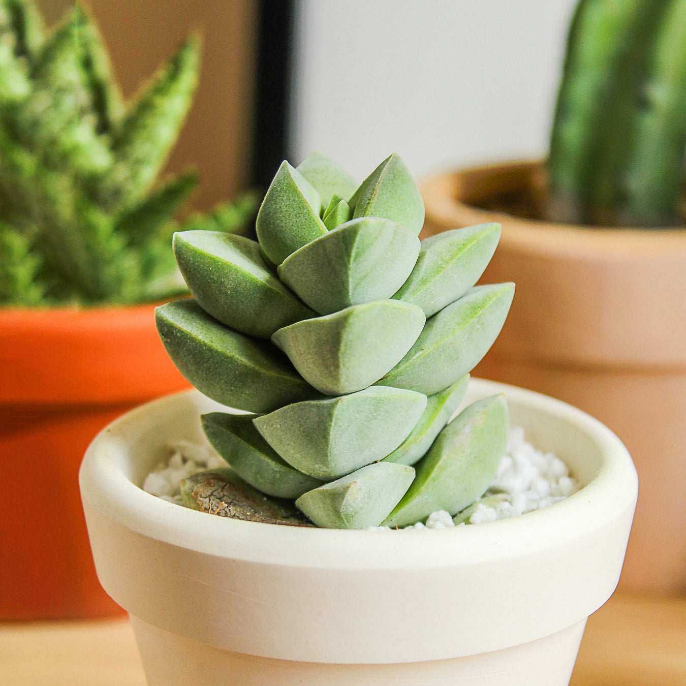 Crassula Moonglow Succulent